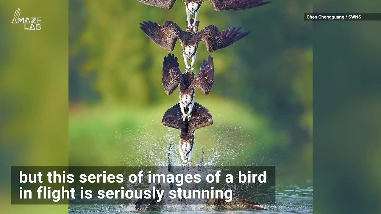 Birds in Flight Captured in Incredible Composit...