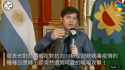 petmao_nownews-copy3-20200421-17:42