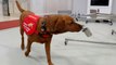 UK researchers plan to train dogs to detect coronavirus in humans