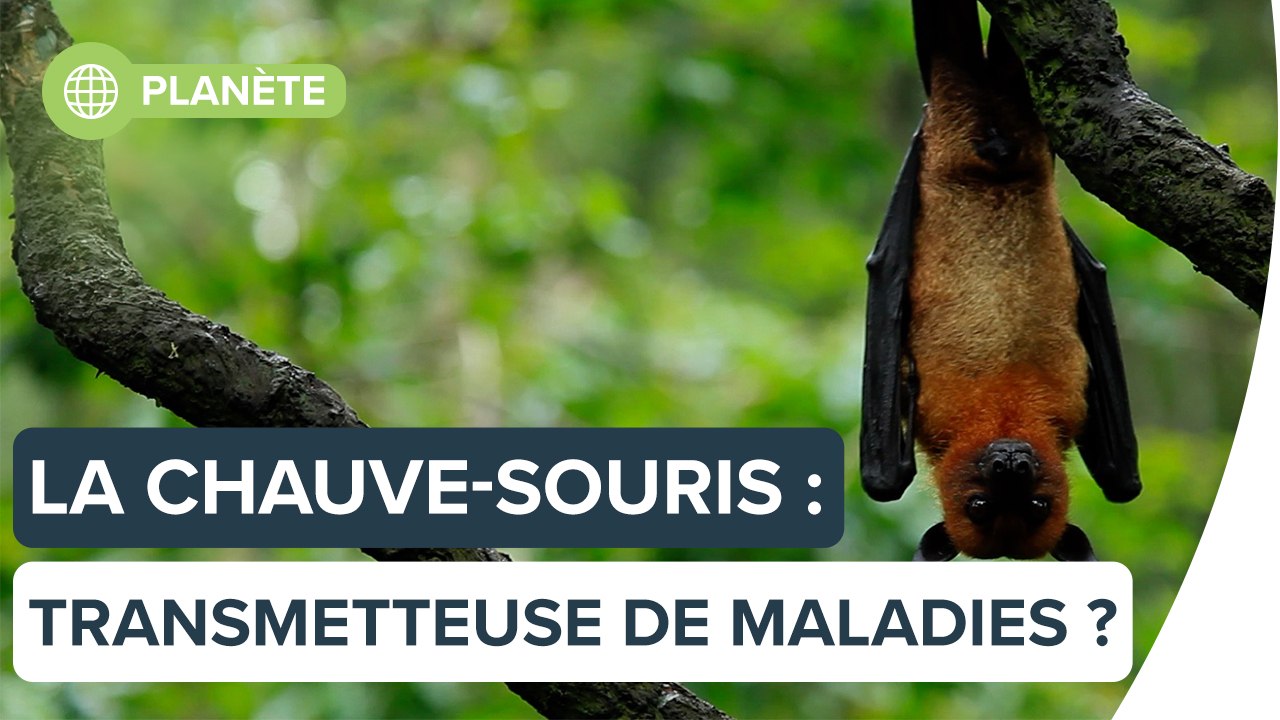 Pourquoi les chauve-souris transmettent-elles autant de virus ? | Futura
