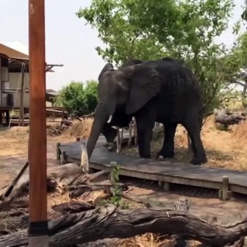 Cet éléphant fait très attention en traversant cette passerelle car il sait que son poids pourrait la casser.