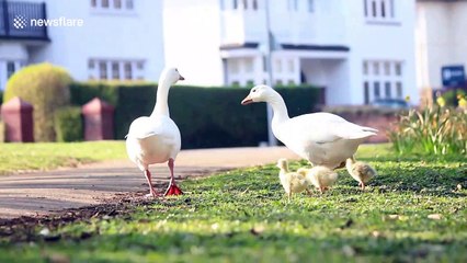 Brave geese defend their babies from curious tiny dog