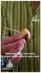 Download Video: Paris chez vous : les conseils de Franck, jardinier à la Ville de Paris, pour faire germer un noyau d'avocat et des pépins de citron