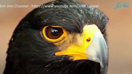 Đại Bàng Đen Châu Phi Vị Vua Vùng Đồi Núi