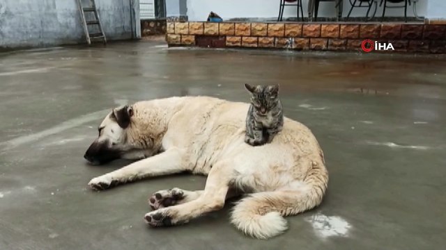 Köpek ve kedinin kıskandıran dostluğu kamerada