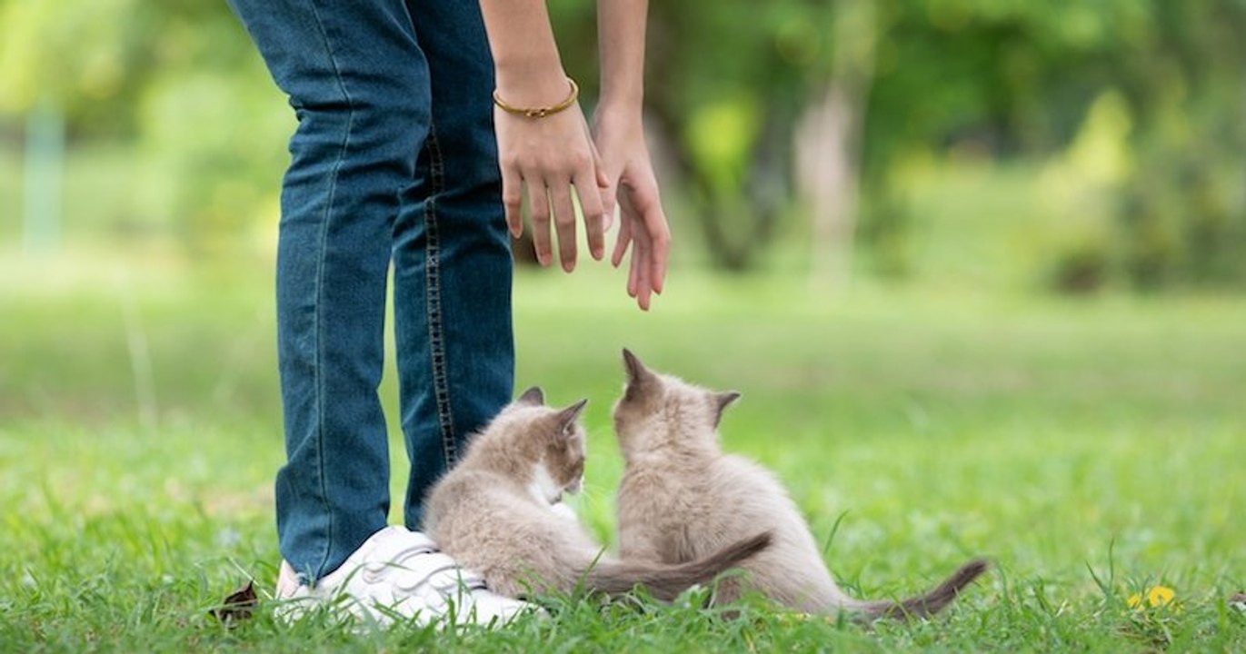 Coronavirus : les animaux de compagnies ne peuvent pas transmettre le virus à l'homme selon un rapport de l'ANSES