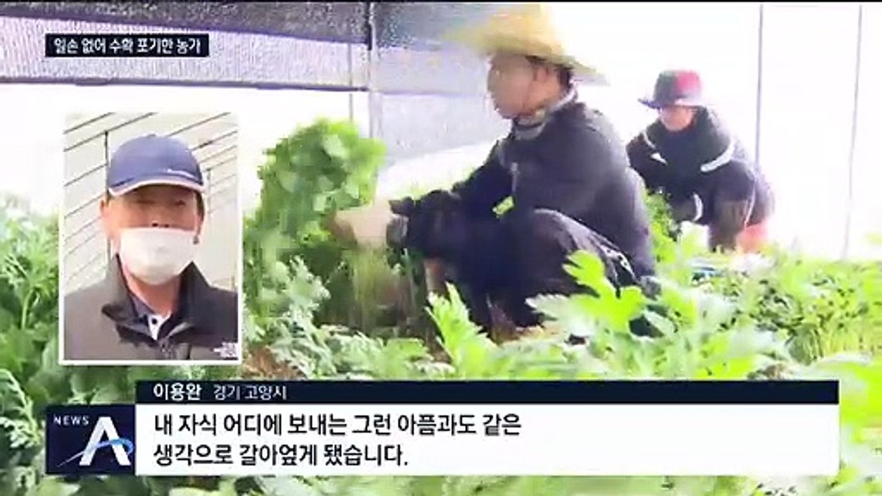 외국인 일손 끊긴 농가…농민들 “올 농사 망쳤다”
