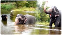 Elephant Nirmala Devi enjoying natural river bath at 