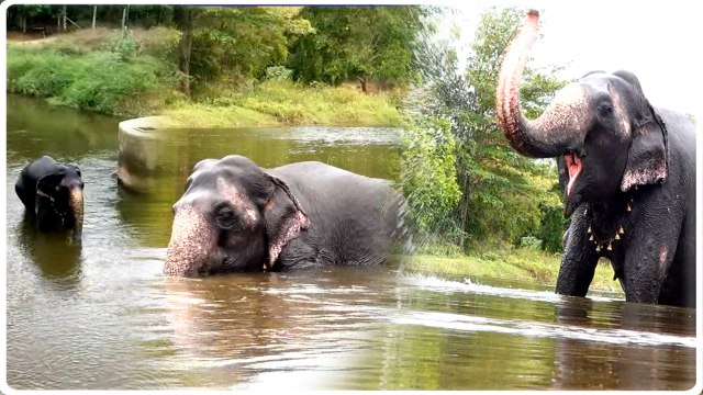 Elephant Nirmala Devi enjoying natural river bath at Thamirabarani river