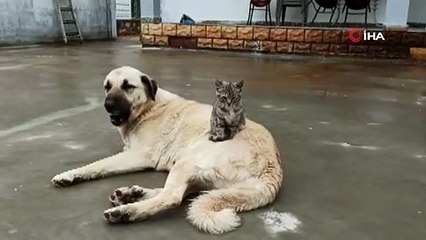 Köpek ve kedinin kıskandıran dostluğu
