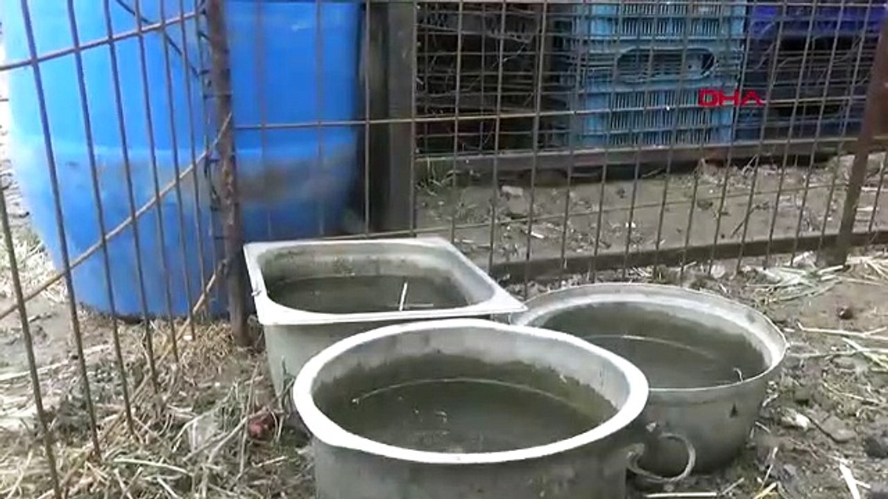 Maydanozla beslediği tavuk, maydanoz desenli yumurta yumurtladı