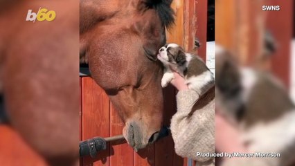 Furry Friends! Look at This Cute Footage of a Tiny Puppy Giving Some Love to a Huge Horse!