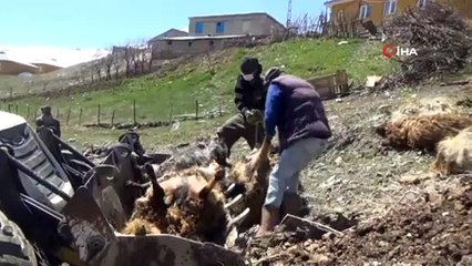 Ayının telef ettiği 50 koyun gömüldü