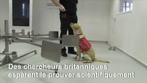 Coronavirus: au Royaume-Uni, des chiens dressés à détecter les malades