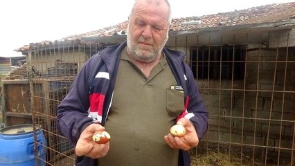 Maydanozla beslediği tavuk, maydanoz desenli yumurta yumurtladı