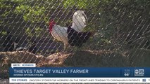 Thieves target Valley farmer, stealing dozens of eggs