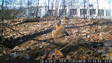 'Caught on camera!' Cute baby foxes in New Hampshire play