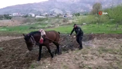 Bekçi, kara sabanla tarla sürdü