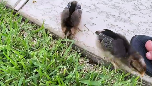 우리는 New Baby Pet Chickens를 채택했습니다 !!! 그들은 남자 또는 여자인가? We adopted New Baby Pet Chickens!!! Are they boys or girls -