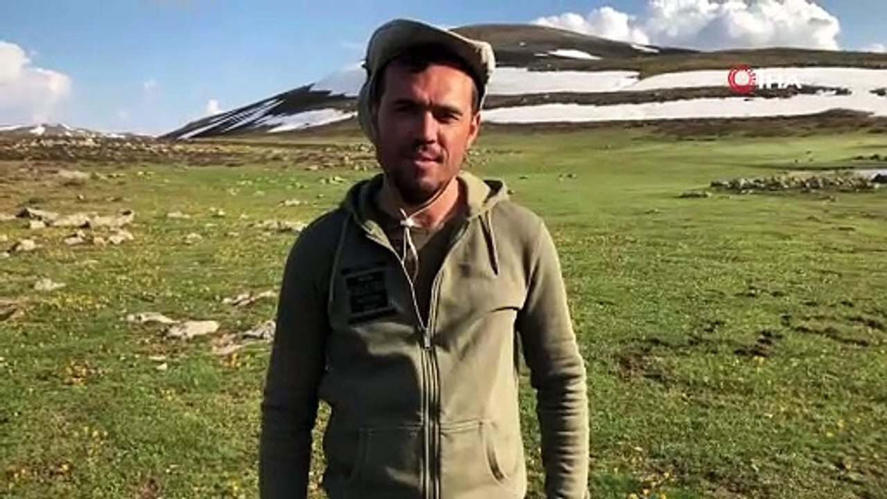 Yellibel Yaylası’ndaki yılkı atlarının hayran bırakan görüntüleri