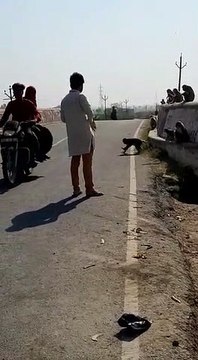 भूखे असहाय जानवरों को भोजन की व्यवस्था युवाओं द्वारा