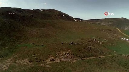 Yellibel Yaylası'nda görüntülenen yılkı atları belgesellik görüntüler ortaya çıkardı