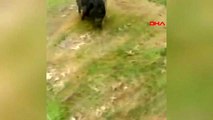 DHA DIŞ 'ABD'de polislerin yaban domuzu ile imtihanı kamerada