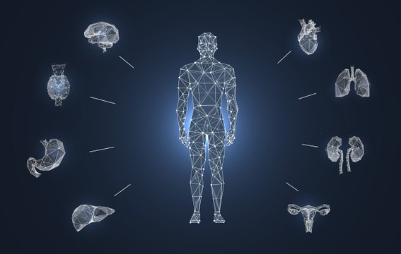 Así afecta el coronavirus SARS-CoV-2 a los órganos