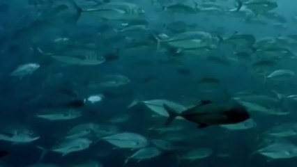 Sea animal world - The Dominion of the white death - Now in High Quality (Part 2.5)