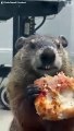 Cette marmotte dévore une pizza dans le métro de New York !