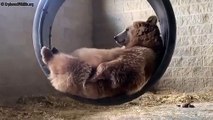 Sieste : faites comme cet ours qui se la coule douce !