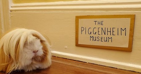 Cette jeune femme a fabriqué une galerie d'art miniature pour son cochon d'Inde