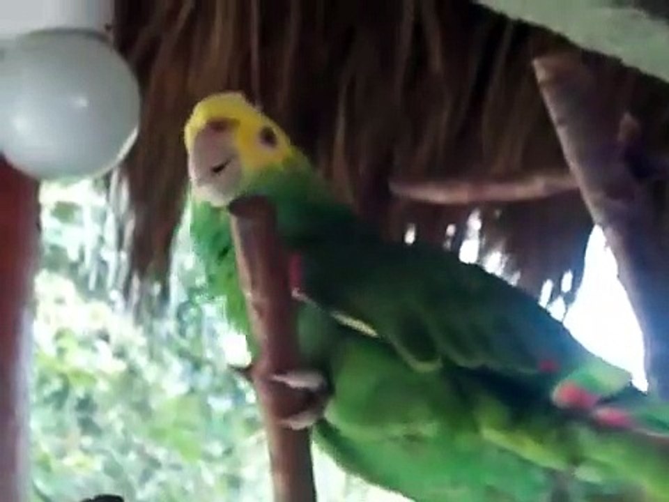 Loro Cantando Que Bonito Soy