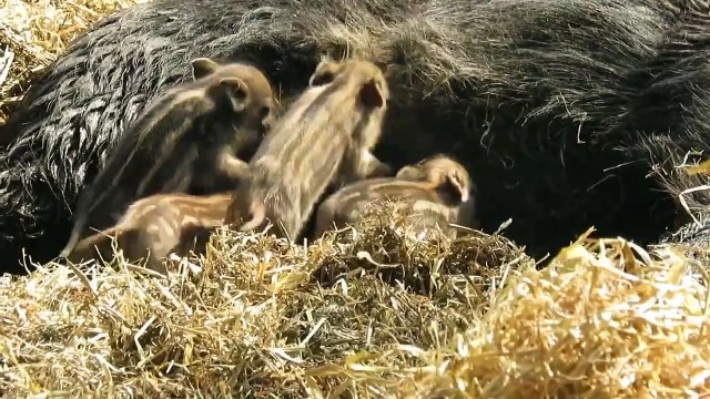 Boar Piglets at ZSL Whipsnade Zoo