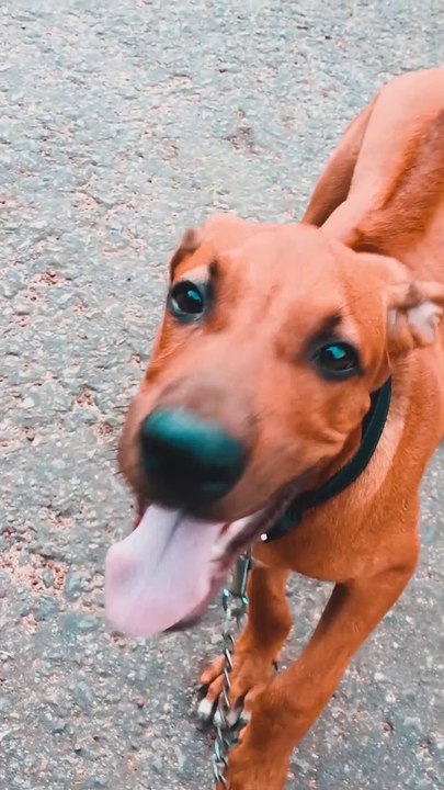 Playing With Rhodesian Ridgeback  Puppy