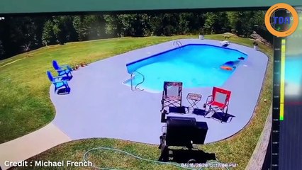 Cette vache se fait attraper au lasso dans une piscine