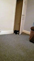 Feisty Feline Waves Hello to Human