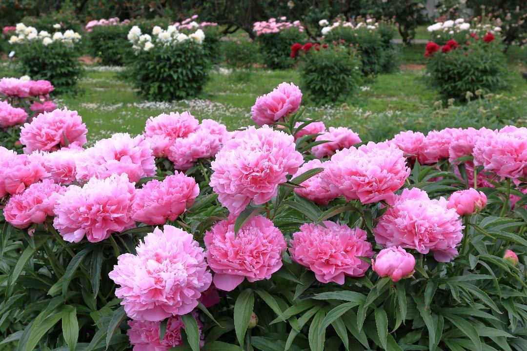 Pretty In Pink: How To Grow Peonies In The South