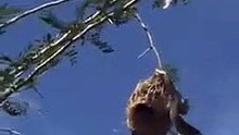 Bird fight with snake