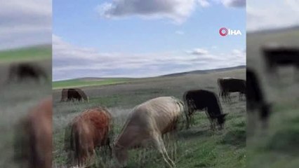 Köy imamı, 65 yaş üstü vatandaşların hayvanlarını otlatıp alışverişini yapıyor