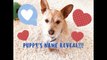 PUPPY'S NAME REVEALED For TINY TREASURES 1 Million Subscribers-