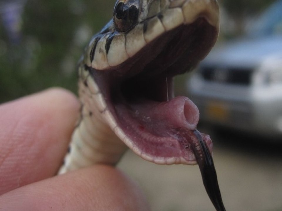 YIKES! 9 creepy non-venomous snakes in Phoenix - ABC15 Digital