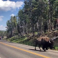 Bison Traffic Jam in Yellowstone