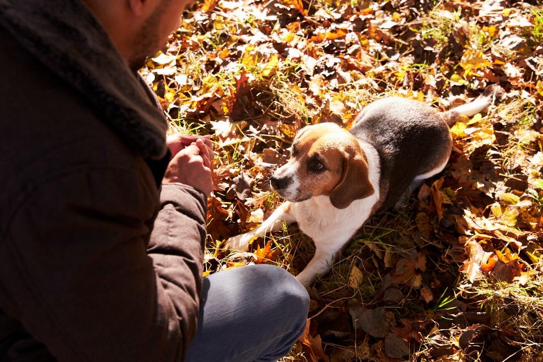 Train Your Pup with These Free Online Classes