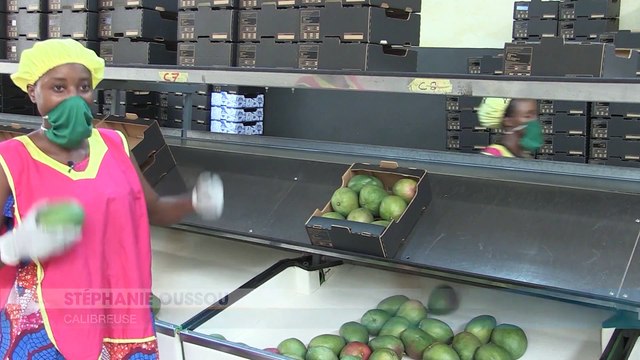Coronavirus : La production de mangues impactée par la pandémie dans le nord de la Côte d'Ivoire.