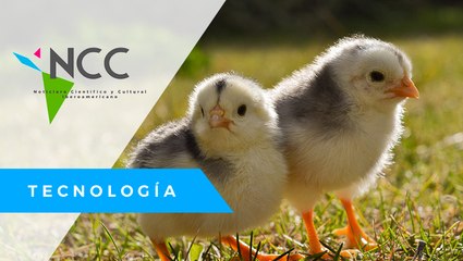 Francia prohíbe triturar pollitos vivos y castrar cerdos sin anestesia