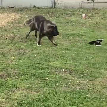 KAFKAS COBAN KOPEGi vs KUS - CAUCASiAN SHEPHERD DOG vs BiRD