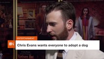 Chris Evans' Dog Demands