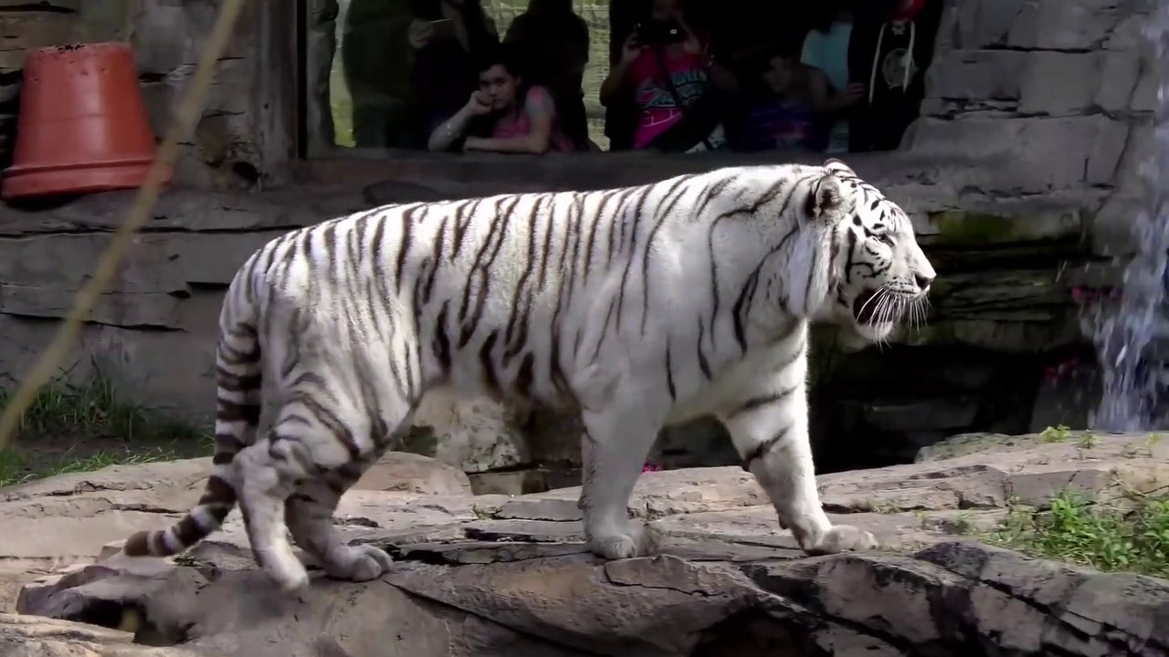 10 Majestic Animals With Incredible Beauty