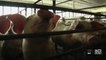 Meatpacking facilities affected by coronavirus